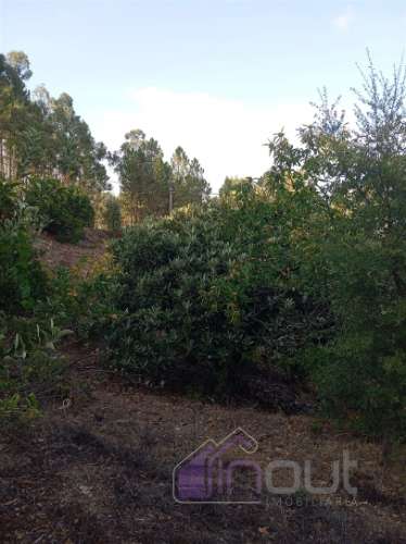 Quinta Rural com 13.000m² – Poço, Nascente, Furo Artesiano e Excelente Solo Agrícola na Abitureira (