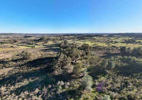 🌳 Terreno com 10 ha, Murado, com Casa Rústica em Pedra – Próximo de Escalos de Cima, Castelo Branco