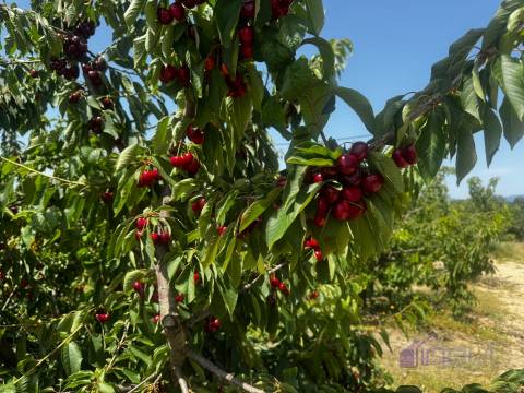 Terreno Rústico  Venda em Póvoa de Rio de Moinhos e Cafede,Castelo Branco