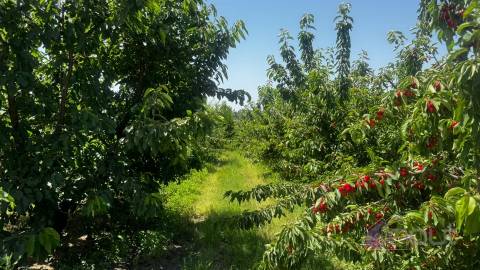 Terreno Rústico  Venda em Póvoa de Rio de Moinhos e Cafede,Castelo Branco