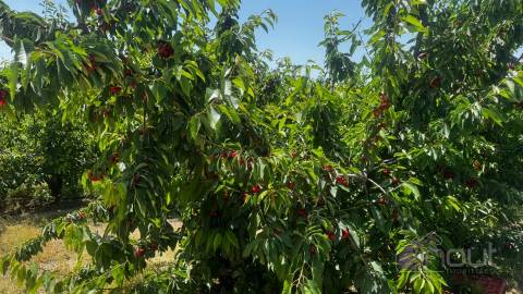 Terreno Rústico  Venda em Póvoa de Rio de Moinhos e Cafede,Castelo Branco