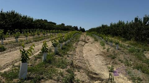 Terreno Rústico  Venda em Póvoa de Rio de Moinhos e Cafede,Castelo Branco
