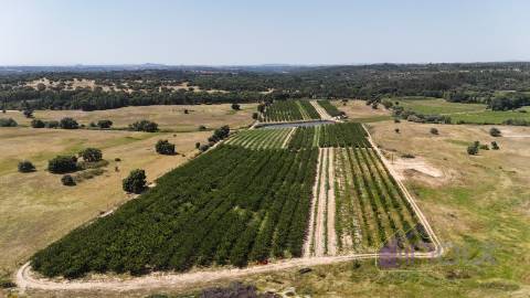 Terreno Rústico  Venda em Póvoa de Rio de Moinhos e Cafede,Castelo Branco
