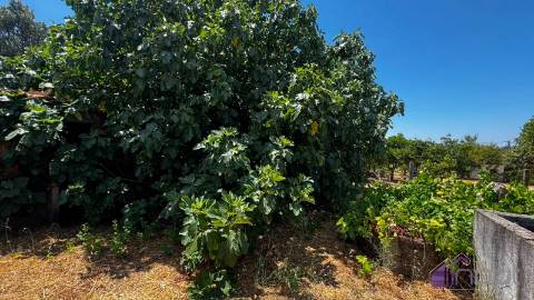 Terreno Para Construção  Venda em Tinalhas,Castelo Branco