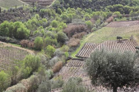 Quinta T4 Venda em Ervedosa do Douro,São João da Pesqueira