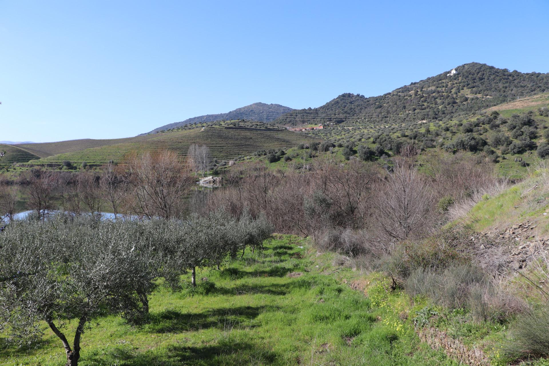 Quinta  Venda em Torre de Moncorvo,Torre de Moncorvo