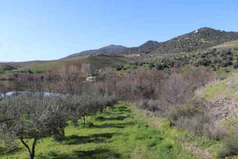 Quinta  Venda em Torre de Moncorvo,Torre de Moncorvo