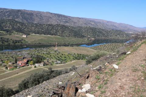 Quinta  Venda em Torre de Moncorvo,Torre de Moncorvo
