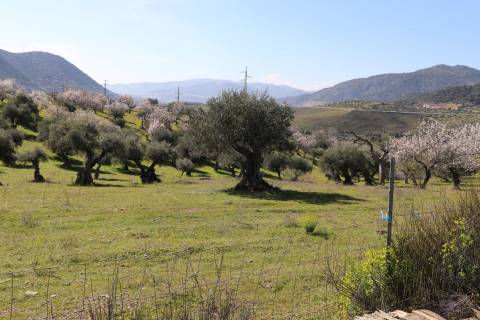 Quinta  Venda em Torre de Moncorvo,Torre de Moncorvo