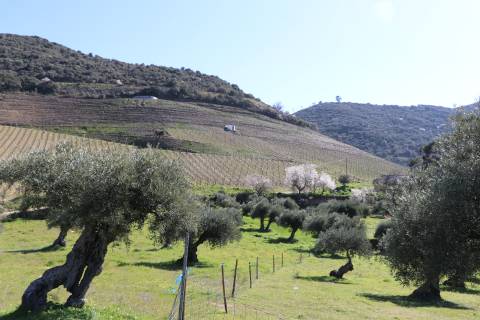 Quinta  Venda em Torre de Moncorvo,Torre de Moncorvo