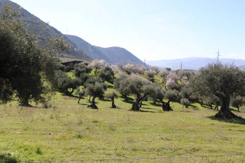 Quinta  Venda em Torre de Moncorvo,Torre de Moncorvo