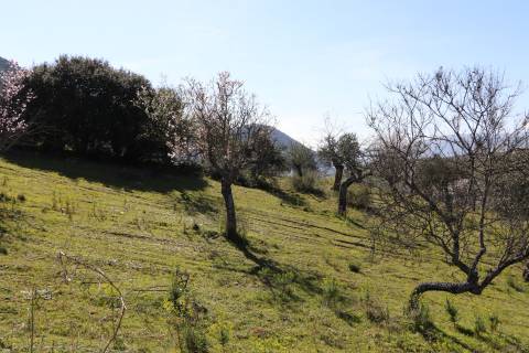 Quinta  Venda em Torre de Moncorvo,Torre de Moncorvo