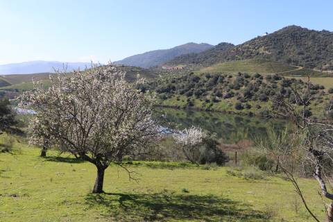 Quinta  Venda em Torre de Moncorvo,Torre de Moncorvo