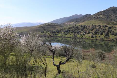 Quinta  Venda em Torre de Moncorvo,Torre de Moncorvo