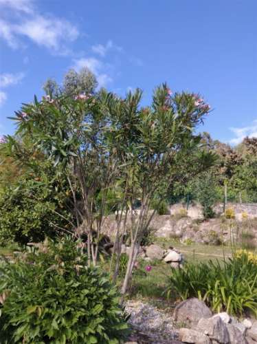 Herdade T3 Venda em Sousela,Lousada