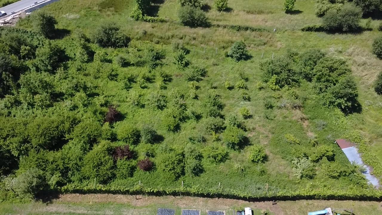 Terreno Rústico  Venda em Carvalhais e Candal,São Pedro do Sul