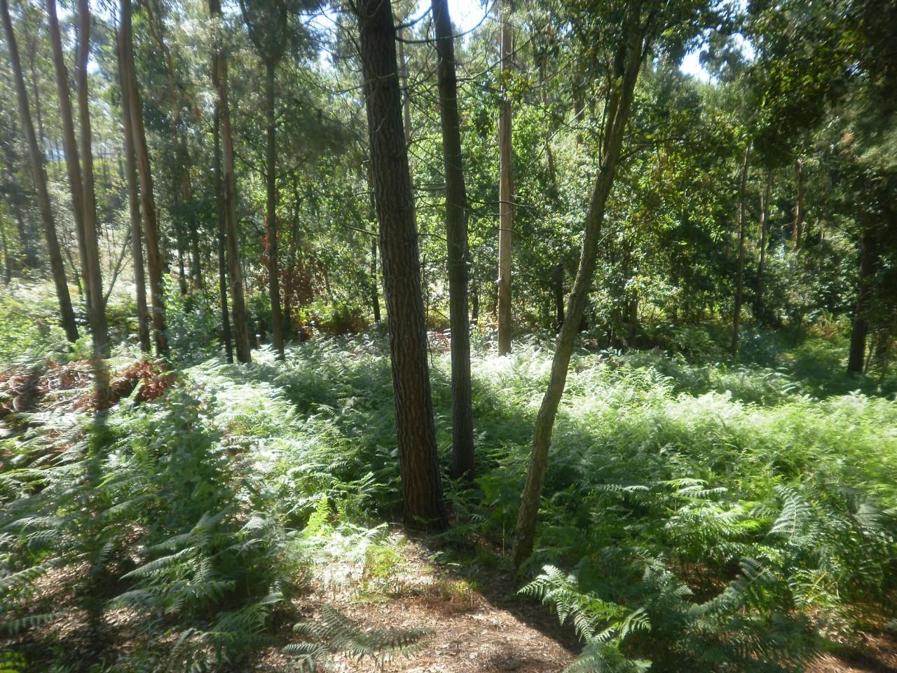 Terreno Urbano  Venda em Sandim, Olival, Lever e Crestuma,Vila Nova de Gaia