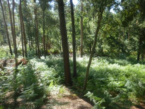 Terreno Urbano  Venda em Sandim, Olival, Lever e Crestuma,Vila Nova de Gaia