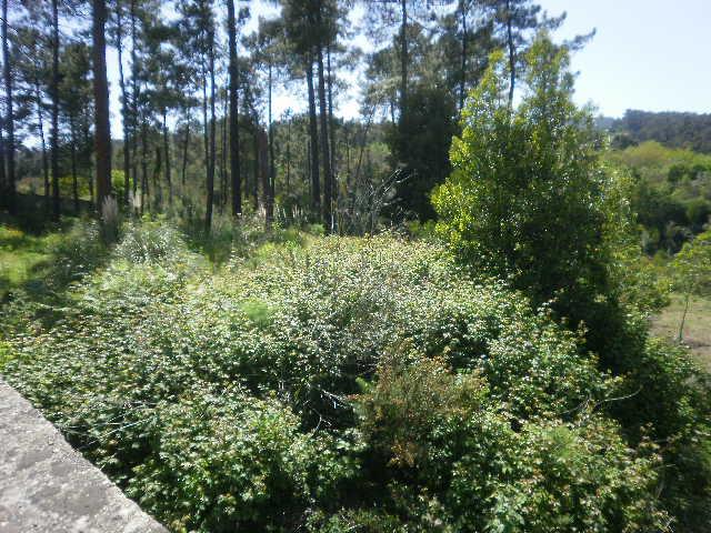 Terreno em Gaia