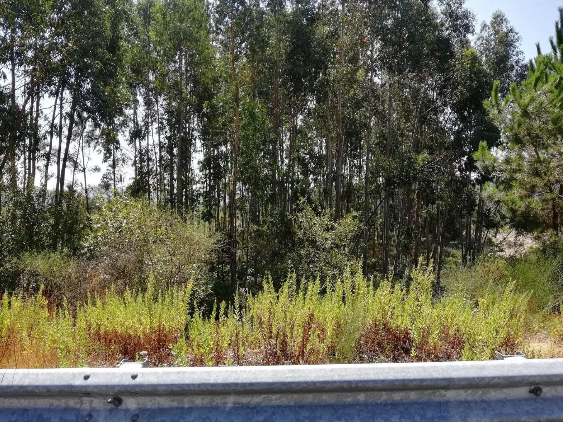Terreno com 7801 m2 em Sandim