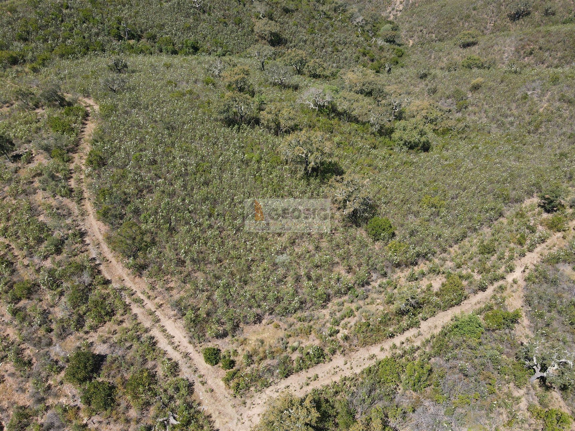 Terreno  Venda em São Barnabé,Almodôvar