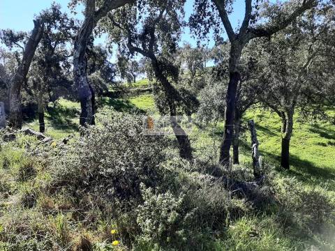 Terreno Rústico  Venda em São Barnabé,Almodôvar