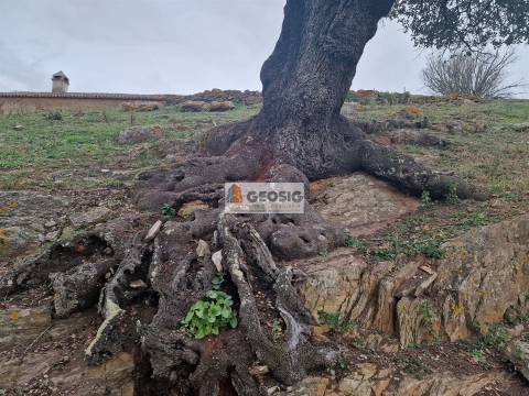Quinta T3 Venda em Ourique,Ourique