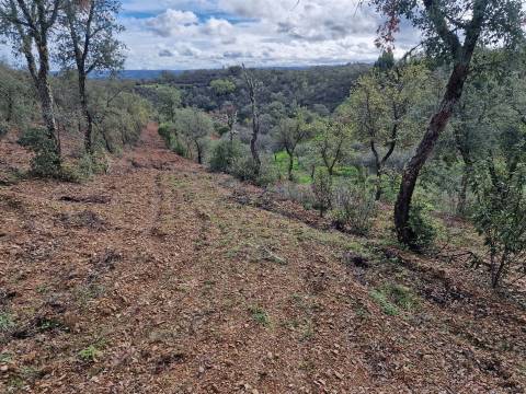 Terreno  Venda em Santa Cruz,Almodôvar