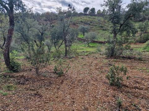 Terreno  Venda em Santa Cruz,Almodôvar