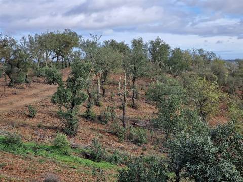 Terreno  Venda em Santa Cruz,Almodôvar