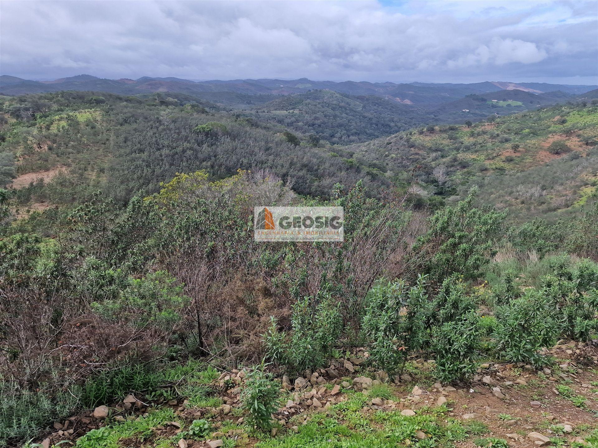 Terreno Rústico  Venda em Santana da Serra,Ourique