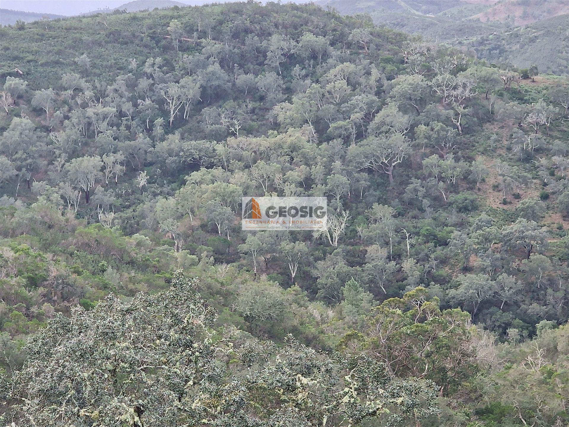 Terreno Rústico  Venda em Santana da Serra,Ourique