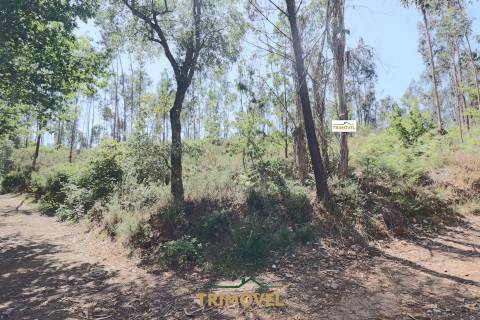 Terreno Rústico  Venda em Milheirós de Poiares,Santa Maria da Feira