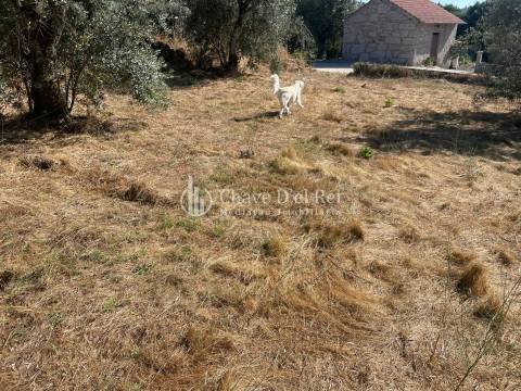 Terreno  Venda em Santar e Moreira,Nelas