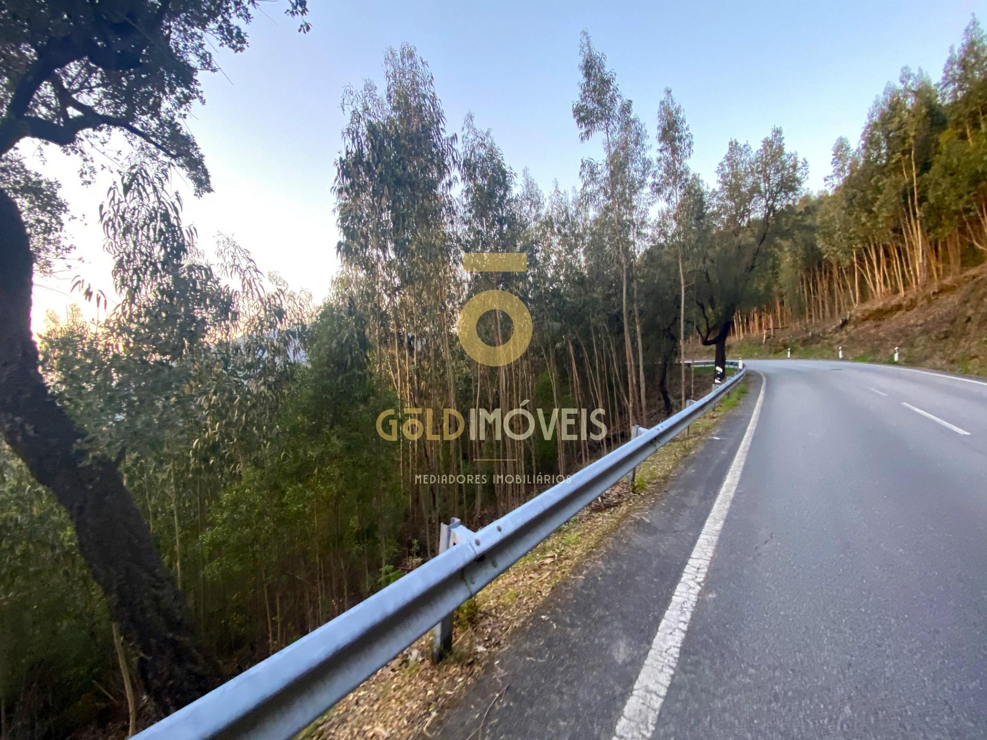 Terreno Florestal