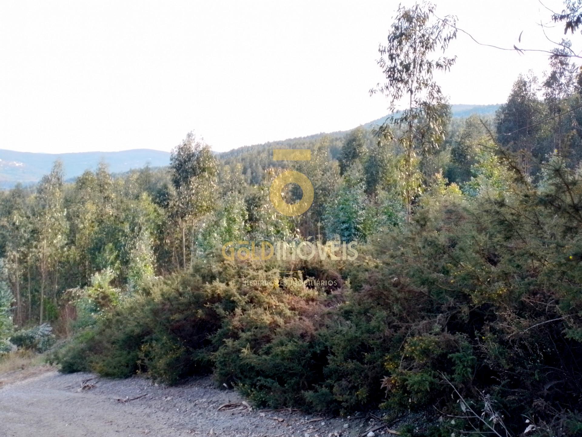 Terreno Florestal