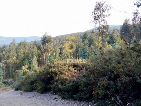 Terreno Florestal