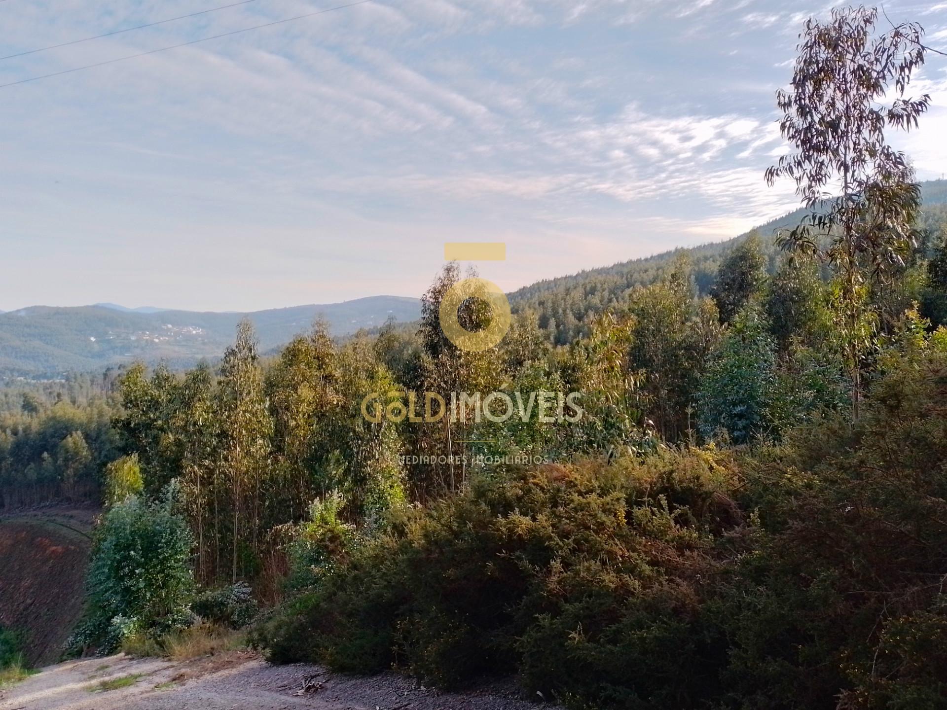 Terreno Florestal
