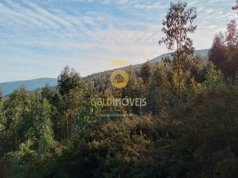 Terreno Florestal