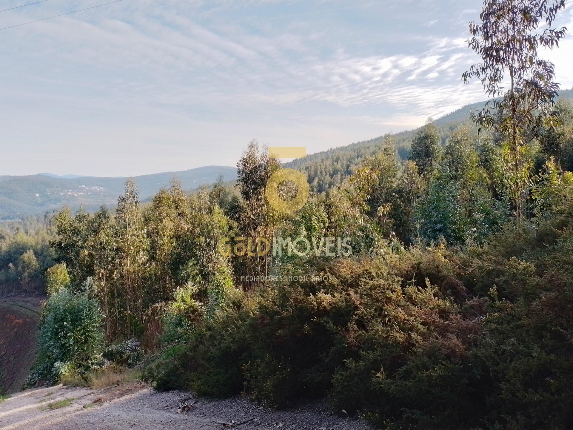 Terreno Florestal