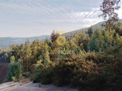 Terreno Florestal