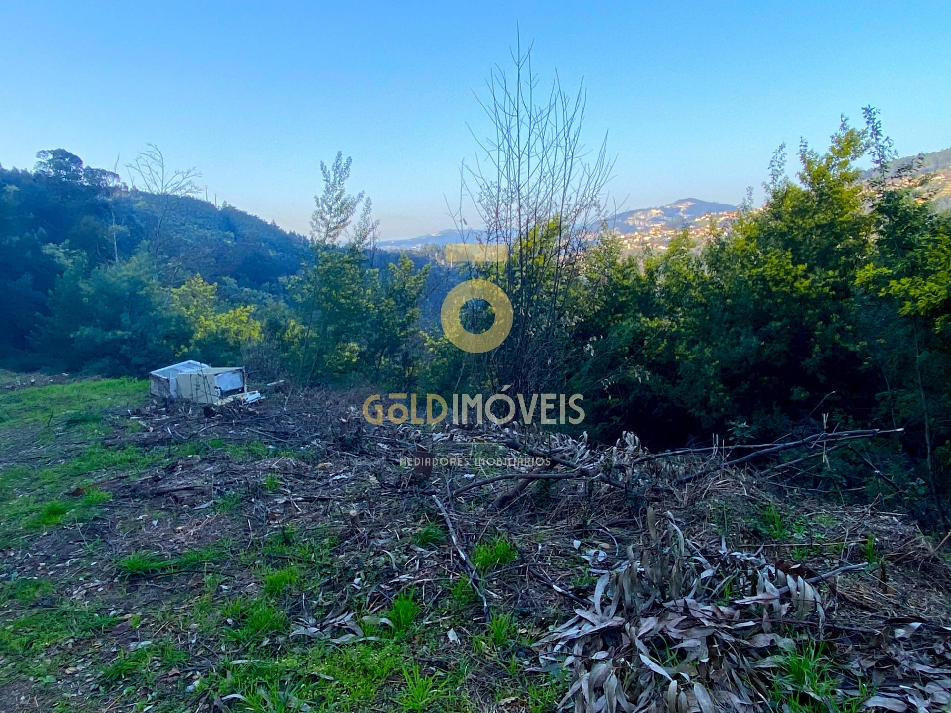 Terreno Florestal