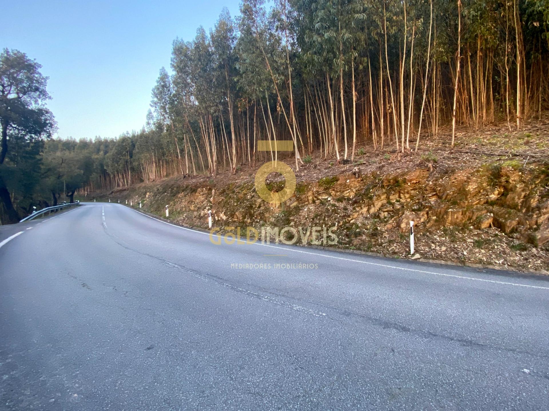 Terreno Florestal