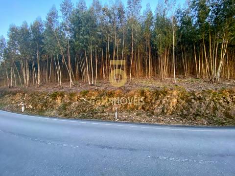 Terreno Florestal