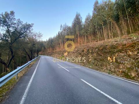 Terreno Florestal