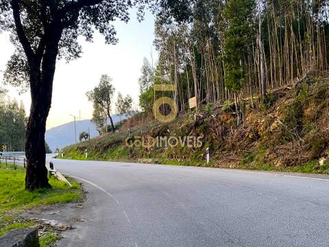 Terreno Florestal