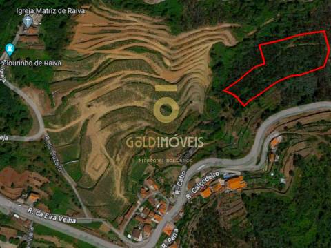 Terreno Florestal em Raiva - Castelo de Paiva