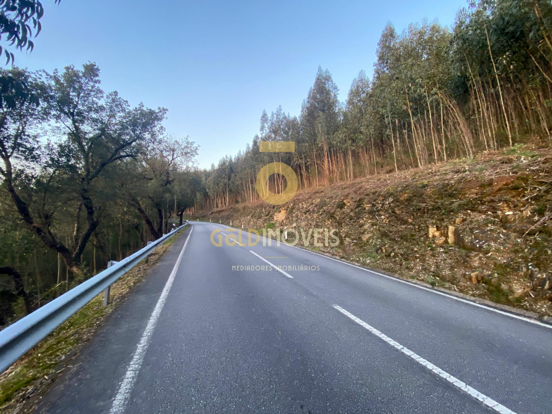 Terreno Florestal