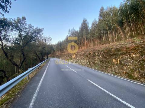 Terreno Florestal