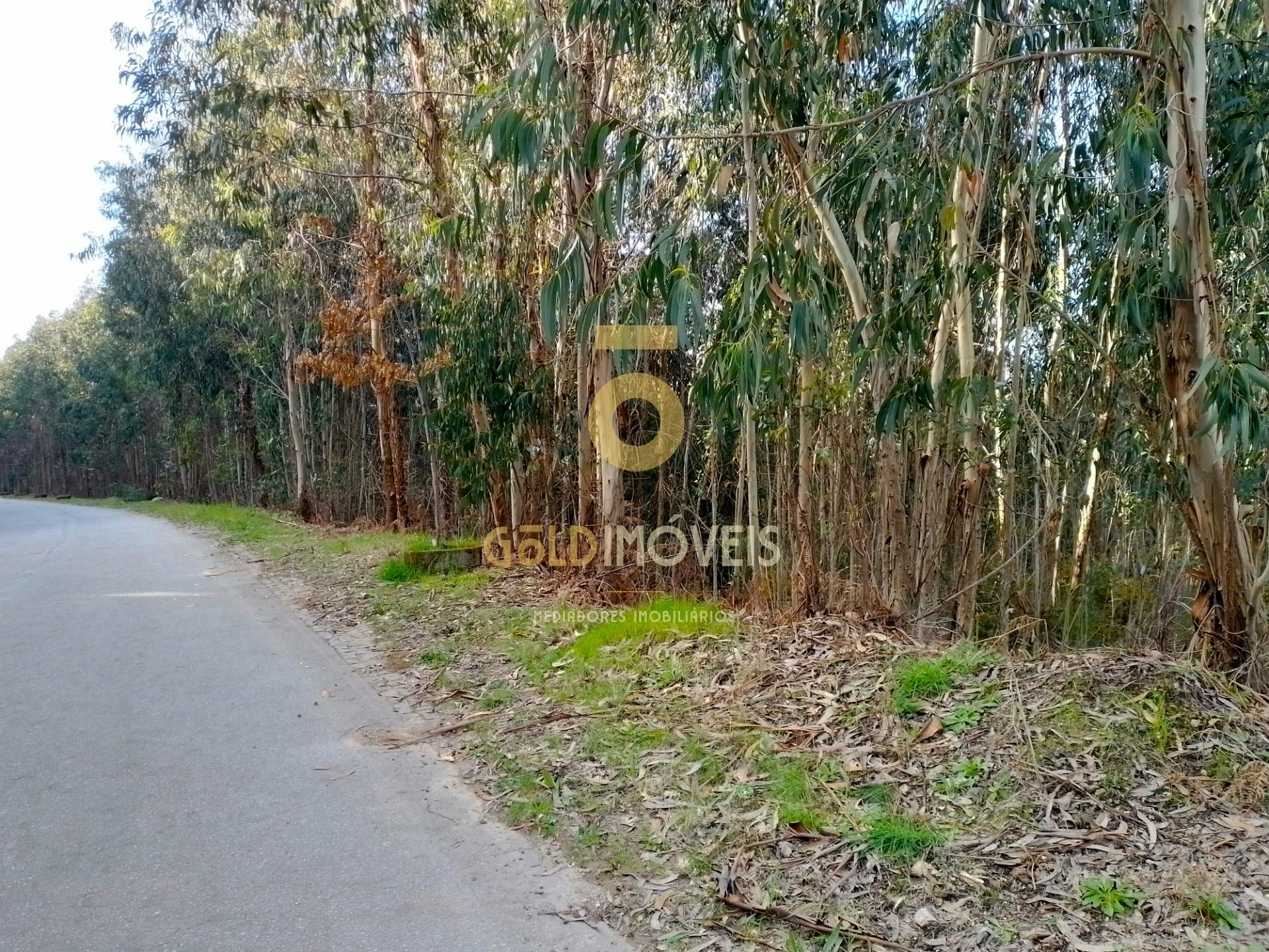 Terreno Florestal
